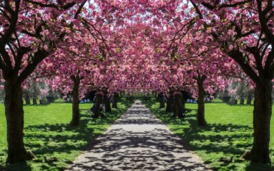 Top Spring Attractions in UK You Can Visit for Free🌸