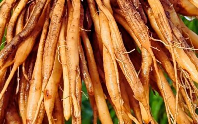 Ayurvedic Herb for Women’s Wellness – Shatavari